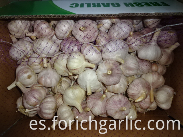 Fresh Normal White Garlic Crop 2019